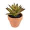 Mini Premade Succulents in Terra Cotta Pots, 6ct. by Ashland®